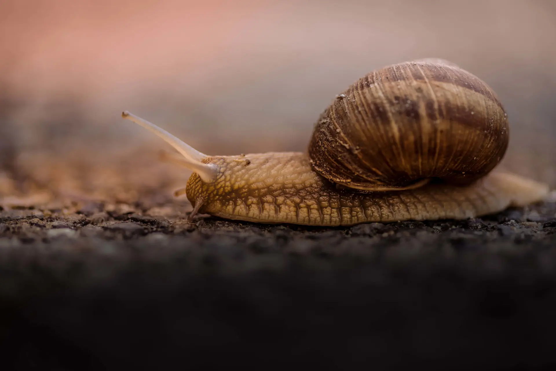 Snail Maintenance - Zamanian Lab Docs